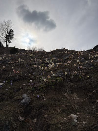 The image depicts a steep, rocky slope covered with vegetation and blooming flowers under an overcast sky. The location is likely a natural area, given the terrain and flora. Specifically, the flowers appear to be a mix of white and purple varieties, suggesting early spring or late winter conditions. The vegetation consists of grasses, moss, and small shrubs. At the bottom left corner of the image, a leafless tree is visible. The sky is cloudy, and the sun is obscured. Considering the question's request, the location is the city of Kamnik, Slovenia, presumably on a hill or mountain slope in or around the town.