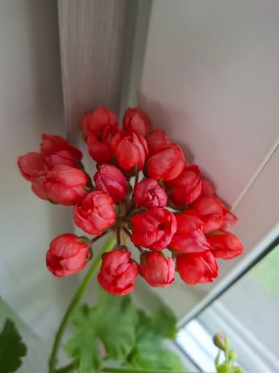 A cluster of closed, red-orange geranium flowers is shown from a slightly elevated perspective, angled downwards. The flowers are tightly packed, with some petals beginning to unfurl, revealing lighter pink interiors. A slender green stem supports the bloom cluster, and a blurred green leaf is visible at the bottom left of the frame. The background consists of a plain, light-colored wall or window frame, suggesting an indoor setting. The lighting is soft and diffused. The scene appears to be a close-up shot of a potted plant. The location is not specified in the image, and therefore, no specific details about Sosnovka, Russia can be inferred.
