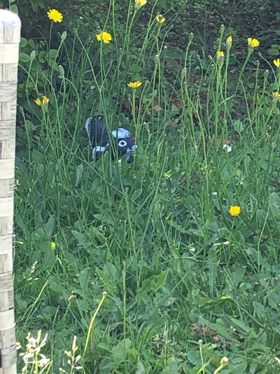 In a green, grassy area, a small black and white object with a round white eye is partially visible amongst tall green stalks and yellow flowers. The object appears to be a decorative garden ornament, possibly a skunk. To the left of the frame, a section of a light-colored woven fence is visible. The scene is set in Shotton, United Kingdom.