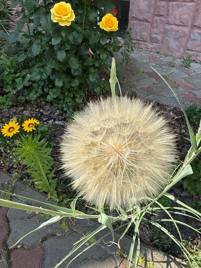 This media file depicts an outdoor scene in Liubymivka, Ukraine, bathed in bright sunlight, suggesting a clear, warm day. The main subjects are a large, fluffy seed head of a Salsify plant, also known as a goat's beard, which dominates the center of the frame. Its pale yellow, feathery appearance is intricate and detailed. To the left, two vibrant yellow roses bloom amongst lush green foliage, adding a pop of color to the composition. Below the Salsify, two smaller yellow wildflowers with dark centers are visible, adding to the floral elements.

The setting appears to be a garden or a yard. The ground is a mix of dark soil, bark mulch, and paved areas composed of interlocking reddish-brown and gray bricks. A textured, reddish-brown brick wall is visible on the left edge of the image. Several long, slender green leaves and stalks from the Salsify plant extend upwards and to the right, framing the seed head. The overall impression is one of natural beauty and a thriving garden environment. There is no visible text in the image. The scene conveys a sense of peace and the vibrancy of nature.
