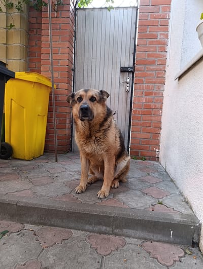 A medium-sized dog with brown and black fur sits on a patterned concrete patio in front of a corrugated metal gate. The dog is facing the camera with its head slightly tilted. To the left of the dog is a large yellow trash bin with a black lid. Behind the dog and to the left is a brick pillar. To the right of the gate is a white textured wall. The ground is paved with interlocking concrete tiles. A gray concrete curb is visible in the foreground. The scene appears to be an outdoor area, possibly a backyard or alleyway. The presence of trash bins suggests a residential or commercial area. The architectural elements, such as the brick and metal gate, do not provide specific clues to a particular location within Mazyr, Belarus.