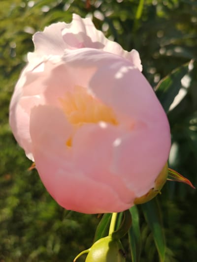 The image shows a close-up of a partially opened pink peony bud outdoors. The flower is the primary subject, with its delicate petals illuminated by sunlight. The background is a blur of green foliage, indicating a garden or natural setting. The scene appears to be in Vladimirovka, Russia, based on the prompt. There are no people or specific actions depicted, only the natural state of a blooming flower in its environment.