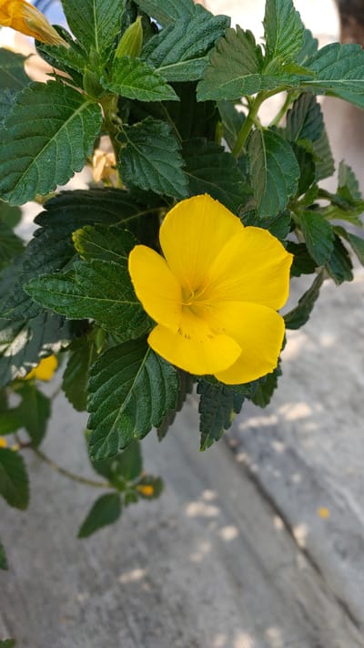 A close-up shot of a bright yellow flower surrounded by dark green leaves. The flower is in full bloom and occupies a central position in the image, with a few leaves partially obscuring the lower portion of the petals. The leaves are textured with distinct veins and serrated edges. In the background, there is a blurred, concrete or stone surface with dappled sunlight. The scene appears to be outdoors, likely in a garden or potted plant setting. There is no evidence of the location being in the city of La Joya, Mexico, nor are there any people visible in the image.
