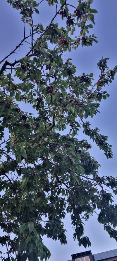 The image depicts a cherry tree with numerous ripe, dark red cherries, viewed from below against a light blue sky. The tree branches are dark and spread widely, covered in green leaves. The cherries are clustered in bunches and individually scattered throughout the branches. A portion of a dark-colored building with a window is visible at the bottom right edge of the frame. The image appears to have been taken in Höslwang, Germany, based on the provided context. There are no people or animals visible in the image, nor any discernible actions or interactions. The environment is natural with the addition of a man-made structure.