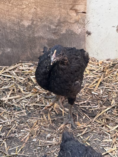 A top-down view shows two black chickens in an enclosure. The enclosure has a wooden floor and wall section visible on the left side, with the remainder of the floor covered in straw and dirt. The chickens are dark in color and appear to be chicks. There is no indication of the city of Asenovo, Bulgaria, within the image.