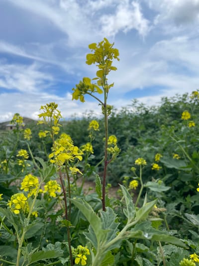 In Kara-Oi, Kyrgyzstan, an outdoor scene features a close-up view of a field of bright yellow flowers. The flowers are predominantly small and clustered on tall, slender green stems. In the foreground, several of these stems are in sharp focus, showcasing their delicate petals and budding flowers. The background is a blur of more yellow flowers and dense green foliage, suggesting a vast field. Above, a dynamic sky with white, wispy clouds is visible against a bright blue backdrop. The overall impression is of a natural, blooming landscape under a partly cloudy sky.