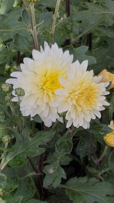 Two white and yellow chrysanthemums are blooming in a garden in Ak-Terek, Kyrgyzstan. The flowers are in the foreground, with green leaves and stems in the background. The flowers have many petals, and the center of each flower is yellow. There are also a few unopened flower buds visible.