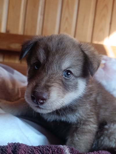 A close-up, eye-level shot captures a young puppy with brown fur and striking blue eyes, resting on a bed with a wooden paneled background. The puppy's fur is a mix of brown and lighter tan around its muzzle and chest. Its ears are partially visible, lying flat against its head. The background consists of vertical wooden planks. A portion of a patterned fabric, possibly a blanket or bedspread, is visible beneath the puppy. The lighting suggests an indoor setting, possibly during the daytime due to the bright highlights. The puppy appears calm and is looking towards the camera. The image does not contain any specific landmarks that would indicate its location in the city of Mykulychyn, Ukraine.