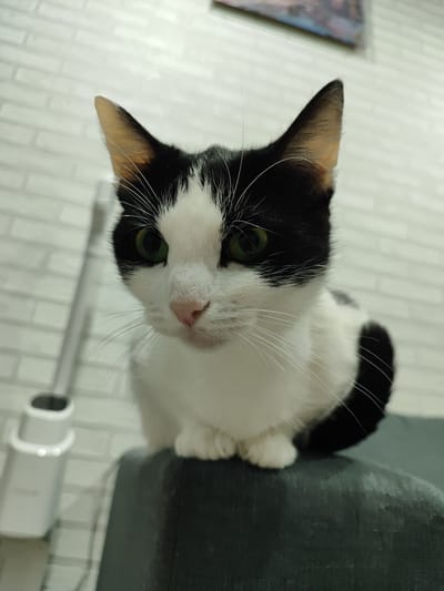 A black and white cat is sitting on a dark, possibly black, surface. The cat is looking downwards with its green eyes visible. The background includes a white brick wall and a white device, possibly an air purifier or humidifier, to the left. A framed picture is partially visible at the top of the frame. There is no indication of the location, Malaryta, Belarus, in the image.