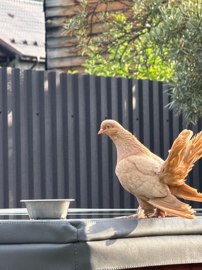 A tan fantail pigeon is the subject of this close-up, outdoor shot. The pigeon is positioned in the center right of the frame, with its head tilted downwards, appearing to be pecking at something just out of view. Its distinctive fan-shaped tail is fanned out upwards, showcasing its feathers.

The background is dominated by a dark grey corrugated metal surface, which runs horizontally across the image, interrupted by a few scattered dark spots that could be nails or imperfections in the metal. To the left of the pigeon, a blurry green leafy branch hangs from above, suggesting the presence of a tree or shrub. Below and to the left of the pigeon, a glimpse of a wooden fence or structure is visible, adding a rustic element to the scene.

On the far right of the image, a section of gray upholstered material, possibly part of outdoor furniture, is visible, with visible stitching. A small, metallic fixture, possibly a bracket or a feeding cup holder, protrudes from the corrugated surface towards the pigeon.

The lighting suggests it is daytime, with sunlight casting shadows and highlighting the textures of the pigeon's feathers and the upholstered material. The overall impression is of a candid moment captured in a garden or outdoor living space in Beryozovsky, Russia. There is no visible text in the image.