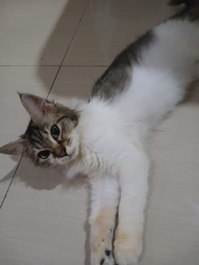 A medium-shot image depicts a cat lying on a tiled floor. The cat is predominantly white with patches of grey-brown fur. It has long fur, particularly around its chest and neck. The cat’s head is positioned towards the bottom of the frame, with its green eyes looking upward towards the camera. One of its front paws is extended upwards with black paw pads visible. The floor is light-colored and features subtle lines suggesting tiles. The location is possibly Binong, Indonesia.
