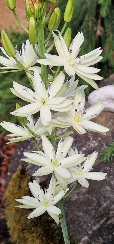 This media file is a close-up photograph of a cluster of delicate white star-shaped flowers with thin, elongated petals. The flowers are on a green stem, with several unopened green buds also visible along the stem. The petals of the open flowers are tinged with a pale yellow at their bases and have subtle dark purple markings.
The background is softly blurred, suggesting a shallow depth of field. Visible elements in the background include dark green foliage, possibly pine needles from a conifer, and a rough, textured surface that appears to be a stone or a moss-covered rock. The lighting suggests it is daytime, with soft, natural light illuminating the flowers. The overall impression is one of natural beauty and serenity, likely captured outdoors in a garden or natural setting.
No people, text, or specific events are depicted. The location context provided is Saulkrasti, Latvia, which is consistent with the natural flora and environment often found in such regions. The image focuses entirely on the botanical subject.