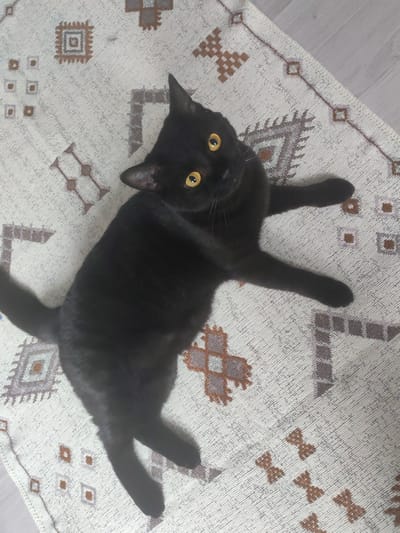 A black cat with bright yellow eyes is lying on a rug with a geometric pattern. The cat is looking up at the camera with its head turned to the side. Its body is mostly black, and its tail is curled around its body. The rug is light-colored with brown and gray geometric patterns. The background appears to be a wooden floor. The image was taken indoors, likely in a residential setting. The provided crops offer close-ups of the cat's ear and eye, the rug's texture and pattern, and the cat's paws and tail. There is no information in the image to suggest a location in Termal'nyy, Russia.