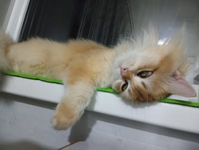A long-haired, light orange cat rests on a white windowsill with a green strip. The cat's head is tilted to the side, and its right paw is dangling. The background features a blurred window. No evidence suggesting the location to be Yukariyuz, Uzbekistan.