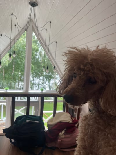 A brown poodle is seated on a wooden table in a room with a sloped, white wooden ceiling and large triangular windows. Through the windows, lush green trees and foliage are visible. A contemporary chandelier with multiple bulbs hangs from the ceiling. In the foreground, on the table, are several bags, including a dark backpack, and a pile of clothing in various colors such as red, cream, and pink. A wooden railing runs horizontally in front of the windows, and beyond that, a green lawn is visible. The image appears to be taken indoors, with a view of the outdoors. The poodle is looking to the right, away from the camera. The scene is well-lit, likely with natural light coming through the windows. No specific location in Naberezhnaya, Russia, can be determined from the image alone.