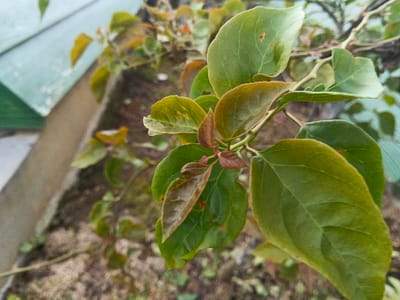 The scene depicts a close-up of plant foliage, identified as being in Suối Đục, Vietnam. The central subject is a cluster of leaves and new growth on a branch. The leaves exhibit varying shades of green, from darker mature leaves to lighter green and reddish-brown nascent leaves and shoots. The leaves are ovate with visible venation. Some older leaves show minor discoloration or small blemishes. In the blurred background to the upper left, a portion of a structure with a green, possibly metal, sloped roof is visible, along with a beige or light brown vertical surface, potentially a wall or foundation. The ground below the foliage is blurred, appearing as dark, disturbed soil or mulch with minimal vegetative growth. No individuals, explicit actions, or interactions are visible.