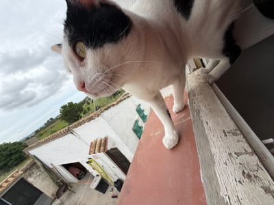 A low-angle shot depicts a black and white cat perched on a reddish-brown surface, potentially a rooftop or balcony, adjacent to a weathered, light-colored wooden structure. The cat's head is in the foreground, displaying its white muzzle, pink nose, and a single visible green eye. In the background, there is a view of a residential area, likely in Sant Martí Sarroca, Spain, characterized by a white building with visible windows and a tiled roof. Beyond the building, a landscape of green vegetation and distant hills is visible under a cloudy sky. Various items such as gardening tools and equipment are scattered around the outdoor area.