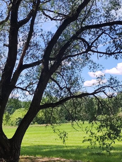 The image depicts a large tree with dark bark and numerous branches reaching across the frame, silhouetted against a bright blue sky with scattered white clouds. The tree's leaves are small and delicate, creating a dappled effect. Below the tree, a vibrant green grassy field stretches into the background, meeting a line of lush green trees and vegetation. The scene appears to be an outdoor natural setting, likely a park or rural area in Квасоўскі сельскі Савет, Belarus, characterized by abundant greenery and clear weather. No people or animals are visible in the image.