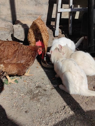 The scene is set outdoors in Vardun, Bulgaria, depicting an interspecies feeding event. Two chickens and three cats are gathered around a single, worn metal feeding bowl placed on a dry, gravelly ground surface. A reddish-brown chicken with a red comb is actively consuming food from the bowl, its head lowered into it. Positioned directly behind this chicken is a second, lighter brown chicken, also facing the bowl. Three felines, varying from off-white to cream in color, are crouched around the opposite side of the bowl, simultaneously eating its contents. The immediate background features a light-colored, textured wall, possibly concrete or stucco, and the lower section of a light-toned, metallic ladder-like structure. Long, dark shadows are cast across the ground and animals, indicating bright sunlight conditions.