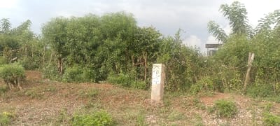 A dirt road is lined with thick greenery and trees under a cloudy sky. A small, concrete marker stands beside the road, displaying illegible characters. In the background, amidst the dense foliage, a sign is barely visible. Some wooden poles are visible near the right side of the image.