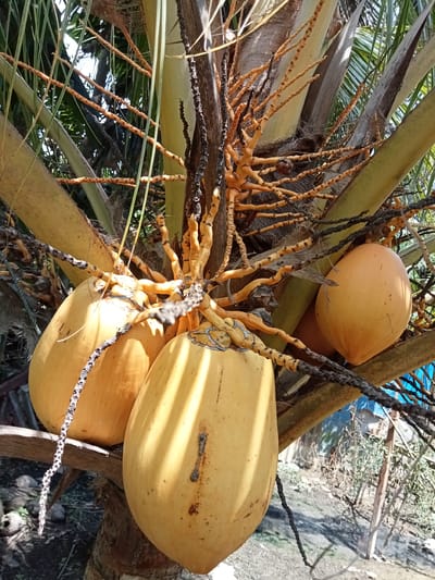 The image shows a cluster of bright yellow coconuts hanging from a palm tree in Matangsijuek Timur, Indonesia. The coconuts are oval-shaped and appear to be ripe. They are attached to the tree by thick, brown stems, and surrounded by the tree's large green fronds. The background is blurred but appears to be a natural outdoor setting with some vegetation and a hint of a building. The lighting suggests it is a sunny day.