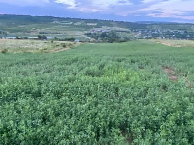 The image shows a wide, verdant field of what appears to be alfalfa or a similar crop, filling the foreground and midground. The plants are lush and green, with a dense, bushy appearance. In the distance, the landscape transitions to rolling hills covered in a mix of vegetation and scattered houses, indicative of a rural or semi-rural setting. A body of water is visible on the left side of the image, nestled amongst the hills. The sky above is cloudy, with hints of twilight or early morning light, suggesting the photograph was taken during the transitional hours of the day. The overall impression is one of a peaceful, agricultural landscape. The presence of scattered buildings and the rolling terrain are consistent with the general geography of the region around Horodca, Moldova, a country known for its agricultural lands and rolling hills. There are no people or animals visible in the image.