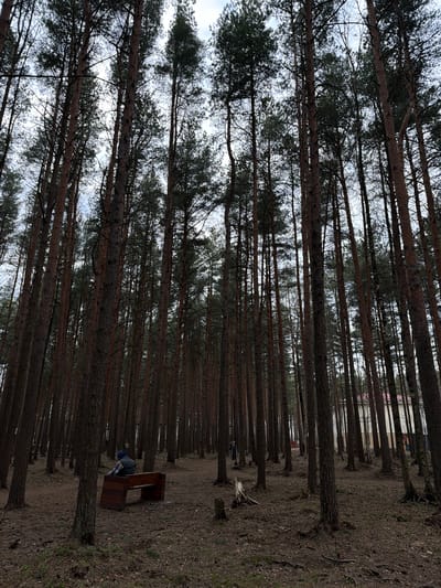 This image captures a serene forest scene in Lavriki, Russia, dominated by numerous tall, slender pine trees. The trees stand in dense rows, their dark, rough trunks extending upwards to meet an overcast or cloudy sky. Their crowns, partially obscured by the high angle of the shot, display the characteristic needle-like foliage of pines.
The forest floor is covered with dry, earthy tones of fallen leaves, pine needles, and sparse vegetation, indicating a cool season such as late autumn or early spring. In the middle ground, towards the right side of the image, a person is seated on a wooden park bench. The individual is dressed in a dark hooded jacket and plaid trousers, appearing to be resting or observing their peaceful surroundings.
Through the gaps in the tree line in the distance, hints of buildings or structures are visible, suggesting the forest is located near a developed area. The time of day is daytime, but the overcast sky creates soft, diffused lighting throughout the scene, contributing to a quiet and contemplative atmosphere. There is no visible text present in the image.