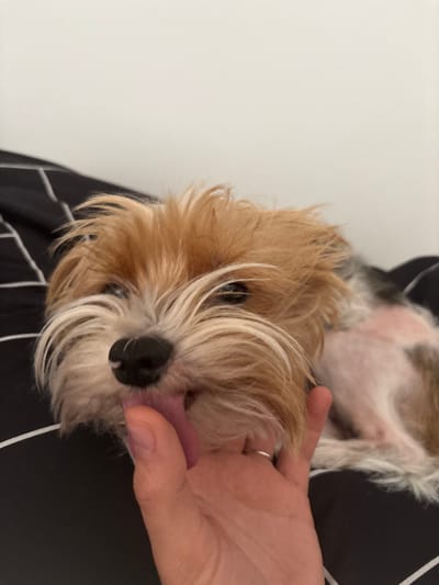 A small, tricolor canine, predominantly tan, white, and dark brown, is depicted in a close-up, horizontal orientation. The canine's head is positioned centrally, with its pink tongue extended to make contact with the tip of a human finger. The canine's fur appears disheveled, particularly around its muzzle and the top of its head, with prominent white fur around its snout. Its right eye is partially visible. A human hand, exhibiting a plain silver band-style ring on the fourth digit (ring finger), is present in the lower-right quadrant of the frame, providing the finger being licked. The subjects are situated on a black textile featuring thin white stripes, consistent with bedding material. A plain, light-colored wall forms the background. The specific location within Gunzenhausen, Germany, is indeterminable from the visual evidence.