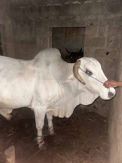 The image presents a dimly lit indoor scene within an enclosure in Yalwa, Nigeria. A large, off-white Zebu cattle, characterized by a prominent dorsal hump, dewlap, and curved horns, stands in the foreground. A blue rope is threaded through its nasal septum, leading to a visible human hand on the right side of the frame, which holds the rope. The animal's eyes exhibit a red-eye effect from flash photography. Its front legs are bound together with a separate blue rope. In the background, a darker-colored cattle is partially visible within a doorway, also displaying a red-eye effect. The enclosure's walls are constructed from grey concrete blocks, and the ground is dark, appearing to be soil or mud mixed with sparse debris.