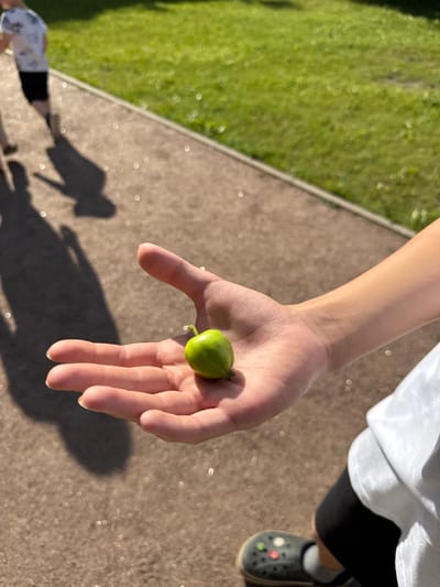 The media file shows a close-up of a person's hand holding a small, unripe green fruit, possibly a fig or a similar berry, against a background of cracked concrete pavement and green grass. The perspective is from above, looking down. The person's hand, with its fair skin and neatly trimmed nails, is relaxed, with the fruit resting on their palm and cradled by their fingers. The setting appears to be outdoors, illuminated by bright sunlight, suggesting a sunny day. The shadows cast on the pavement indicate the time of day is likely late afternoon or early morning when the sun is at a lower angle.
In the background, the green grass suggests an outdoor environment like a park or a garden. The concrete path runs diagonally across the frame. To the right of the hand, a grey Croc shoe with colorful charms is visible, along with a glimpse of black shorts and a white garment, indicating the person is casually dressed. The overall mood is casual and relaxed, possibly capturing a moment of discovery or interaction with nature. The bright sunlight creates some specular highlights on the pavement, giving the scene a slightly textured and dappled appearance. The image does not contain any visible text. The location context of Posyolok Imeni Morozova, Russia, places this scene in a specific geographical area.