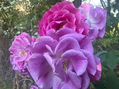 The image displays a close-up view of several roses with petals in shades of pink and purple. The roses are the primary subjects, with intricate petal structures and some visible stamen in the center of the blooms. The setting appears to be an outdoor garden, with blurred green foliage and dappled sunlight in the background, suggesting a natural, possibly warm environment. The sunlight filtering through the trees creates bokeh effects, appearing as small circles of light. The time of day is likely late afternoon or early evening, given the soft lighting and warm tones. There are no people, text, or specific events depicted. The focus is entirely on the beauty and detail of the roses. The location is Durankulak, Bulgaria.