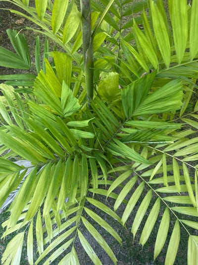 A high-angle shot captures a cluster of vibrant green palm fronds in Baan Mae Nam, Thailand. The leaves display a range of shades from bright lime green to a paler, yellow-green, with some showing signs of wear and tear. The fronds fan out from a central stalk, which is partially visible and segmented. The background consists of dry grass and soil, suggesting an outdoor environment. There are no people or animals present in the image.