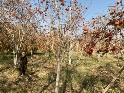 The image depicts a rural orchard in Bazar-e Panjva'i, Afghanistan, under a clear blue sky. Numerous deciduous trees, largely devoid of leaves, are heavily laden with spherical to ovate, orange-brown fruit, consistent with persimmons, indicating late autumn or early winter. The trees feature slender, dark branches and some have lighter-colored trunks.

In the left foreground, a young child, appearing to be a boy, stands facing slightly right. He is dressed in a dark brown, long-sleeved tunic and matching trousers, with open-toed sandals on his feet. His right hand is raised to his mouth or chin area. The ground consists of uneven terrain with patches of dry grass, fallen leaves, and exposed soil. Distinct shadows cast by the trees and their branches are visible on the sunlit ground. The overall environment suggests an agricultural setting, specifically a fruit-bearing grove.