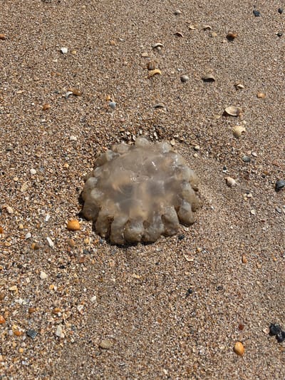 An aerial shot of a jellyfish on a beach in Dolzhanskaya, Russia. The jellyfish is translucent and bell-shaped, with a mass of tentacles. It is lying on a bed of sand and shells, with small pieces of seashell scattered around it. The sand is a light brown color, and the shells are a mix of white, brown, and gray. The lighting is bright and sunny, casting shadows on the sand.