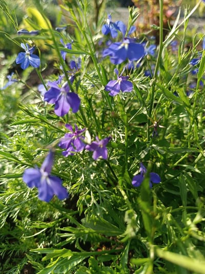 A close-up, eye-level shot captures a patch of bright blue and purple lobelia flowers in bloom, interspersed with their slender green stems and feathery foliage. The flowers, some sharp and in focus, others blurred by the shallow depth of field, are arranged in a naturalistic garden setting. The sunlight creates a dappled effect, illuminating the delicate petals and casting soft shadows. The background is a bokeh of green and yellow, suggesting more foliage and a sunlit environment. The scene is consistent with a garden in Alexandrovskoe, Russia, likely during the warmer months when these flowers are in season. No people or other significant objects are visible.