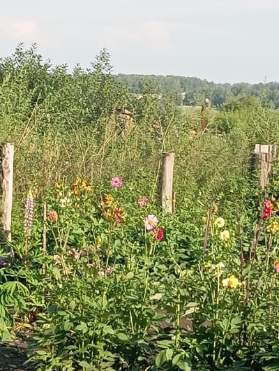 The image captures a vibrant garden in Novokopylovo, Russia, filled with a variety of colorful flowers, including pink, yellow, and red dahlias, as well as a tall spike of purple lupine. The flowers are densely packed, creating a lush and textured landscape. Wooden posts, likely part of a fence or support structure, are visible throughout the scene. In the background, a line of trees forms a distant horizon under a pale blue sky. The overall impression is one of a well-tended, blooming garden in a rural setting.