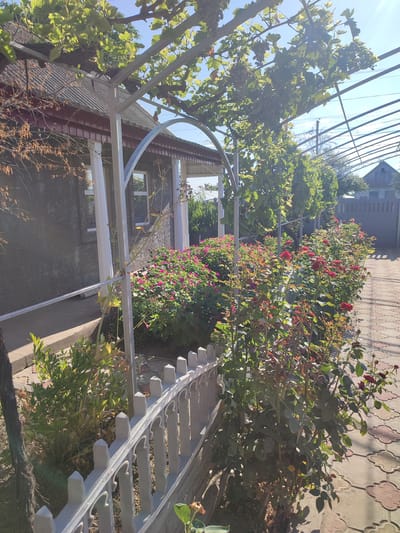 This image depicts a sunlit outdoor scene in Komyshivka, Ukraine. A residential house with a dark, textured exterior and a corrugated roof is partially visible on the left. A white metal fence with decorative elements runs along the front of the property, bordering a pathway paved with decorative concrete tiles. In front of the house, a vibrant garden is in bloom, featuring numerous pink and red roses and other flowering plants. A metal trellis, covered in lush green grapevines with bunches of grapes, extends over the garden and pathway, providing shade. The background reveals more greenery, a wooden fence, and a portion of another building under a clear blue sky. No people are present in the frame. The overall impression is one of a well-maintained, picturesque home garden.