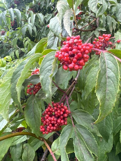 The image is a close-up, eye-level shot of branches laden with clusters of small, round, bright red berries, characteristic of elderberries. The berries are tightly packed on thin, dark red stems, forming umbrella-like shapes. They are glossy and appear wet, suggesting recent rain. The berries are surrounded by numerous large, serrated green leaves, some of which show subtle signs of discoloration or spotting. The foliage is dense and creates a backdrop of various shades of green. The lighting is overcast, contributing to the soft, diffused light in the image. There are no people or animals visible. The scene appears to be an outdoor environment, likely in a natural or garden setting. Based on the location provided, this image was captured in the city of Les Rousses, France, likely a natural landscape or garden within the municipality.