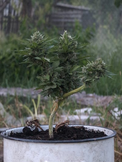 The image shows a small cannabis plant in a white pot on a wooden table. The plant has several buds and is growing in dark soil. The background is blurred and appears to be an outdoor setting with greenery. There are no people visible in the image. The image was taken in Perliavka, Ukraine.