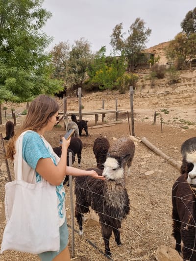 The image captures a woman interacting with a herd of alpacas at the Alpaca Farm in Mizpe Ramon, Israel. The woman, wearing a blue and white top, is holding a smartphone, possibly taking pictures or videos of the alpacas. The animals, varying in shades of brown, black, and white, are enclosed behind a wire fence, with some approaching the woman. The terrain appears to be dry and arid, typical of the desert environment. In the background, there are trees, a hillside, and structures that suggest the rural setting of the alpaca farm. The sky is overcast.