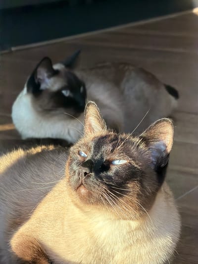 Two Siamese cats are captured resting indoors on a wooden floor, basking in a warm patch of sunlight. The image is taken from an elevated perspective, looking down at the animals.
In the foreground, the dominant subject is a Siamese cat with characteristic dark brown points on its face and ears, contrasting with its lighter cream-colored body. Its piercing blue eyes are clearly visible, and long white whiskers fan out from its snout. The cat is looking directly towards the viewer, its face brightly lit by the sunlight, creating strong highlights and enhancing the texture of its fur.
Behind and slightly to the left of the foreground cat, another Siamese cat is partially visible, appearing to be lying down in a similar relaxed posture. Its head and part of its body, also displaying dark points and blue eyes, are discernible but are more in shadow and slightly out of focus compared to the main subject.
The setting appears to be a domestic interior with a wooden floor, suggesting a comfortable and peaceful atmosphere. The strong, direct sunlight indicates daytime and clear weather conditions outside, allowing a bright beam of light to stream into the room and illuminate the cats. The overall mood is one of tranquility and contentment as the felines relax in the sun. No text is visible in the image. The location context for this scene is Лемболово-парк Днп, Russia.