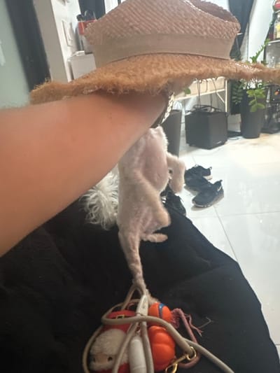 A close-up, upward-angled interior shot captures a human arm presenting a wide-brimmed, fringed straw hat. A small, white, short-haired dog stands on its hind legs, stretching upward towards the hat and arm, its fluffy tail visible. The dog is positioned on a dark upholstered surface, likely a couch or chair. Below the dog, a collection of objects is visible: a red and white Santa Claus plush toy, an orange rubber ball, another orange dog toy, and a grey leash with a brass-colored clasp, all tangled together. In the background, a light-colored tiled floor is visible, with two pairs of dark athletic shoes resting on it. Further in the background, out of focus, are dark rectangular speakers, potted plants in dark containers, and what appears to be a cabinet or shelf unit with bottles on top. The scene is consistent with a domestic living space. The specific location within Fort Lauderdale, United States, is not discernible from the image content.