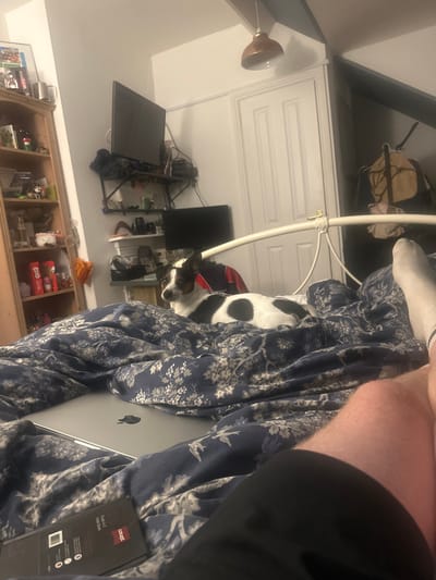 The image depicts an interior bedroom scene, located in Salisbury, United Kingdom. The perspective is low, from the viewpoint of an individual lying in bed, showing their bare right leg and left foot clad in a white sock, partially covered by black shorts or undergarments in the foreground.
A small, short-haired dog with white fur and black patches is centrally positioned on the bed, lying down with its head raised, looking towards the left side of the frame. The bed is covered by a blue duvet featuring a light-colored floral or leaf pattern. A silver laptop, identifiable as an Apple MacBook, rests on the duvet in front of the dog. A black box, possibly containing a mobile phone or accessory, is visible on the duvet in the lower left.
The background shows a cluttered room. To the left, a tall wooden bookshelf contains various personal items including books, framed pictures, decorative objects, and bottles. Further back, a white wall features a black metal shelving unit holding clothing, shoes, and miscellaneous items, with two black flat-screen monitors mounted on or resting on the shelves. One monitor is positioned vertically.
A white door is visible towards the right-center, beneath a copper-colored pendant light fixture hanging from the ceiling. Dark ceiling beams run across the top of the frame, suggesting a sloped ceiling or attic room. A white metal bed frame headboard is partially visible, extending from the right towards the center. To the far right, a brown backpack or bag hangs from a hook or part of the bed frame. The room is dimly lit, suggesting indoor artificial lighting.