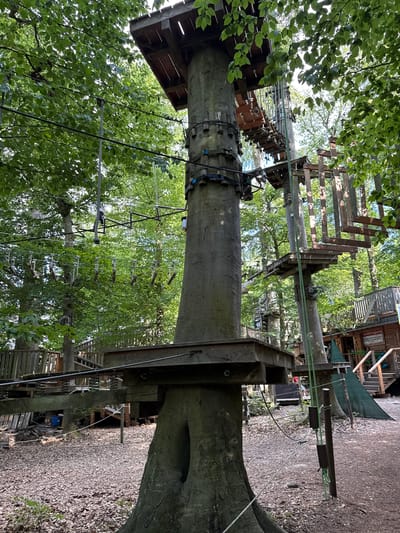 This is a ground-level, full-shot image of an adventure park, likely a treetop ropes course, in Seulberg, Germany. The foreground is dominated by the thick, gnarled trunk of a large tree, which serves as a central support for a wooden platform and part of the course. The tree has a hollowed-out section near its base. Surrounding the tree is a ground covered in fallen leaves and some sparse green vegetation.

In the midground and background, the ropes course structures are visible, constructed primarily of wood and rope, interwoven with the surrounding trees. These include wooden platforms, suspended bridges made of planks and ropes, and various climbing elements. Several thick ropes, some with metal pulleys or carabiners attached, run horizontally and diagonally through the scene, indicating the pathways and safety systems of the course. The structures are integrated with the natural environment, with trees growing through and around them, and a canopy of green leaves overhead.

In the background, to the right, a wooden building with a sloped green roof and an entrance is visible, suggesting a base or welcome area for the park. There are also wooden stairs leading up to higher levels of the course or structures. The overall environment is a forest setting, with dappled sunlight filtering through the leaves. There are no people clearly visible in the image. The scene depicts a recreational facility designed for outdoor adventure activities.