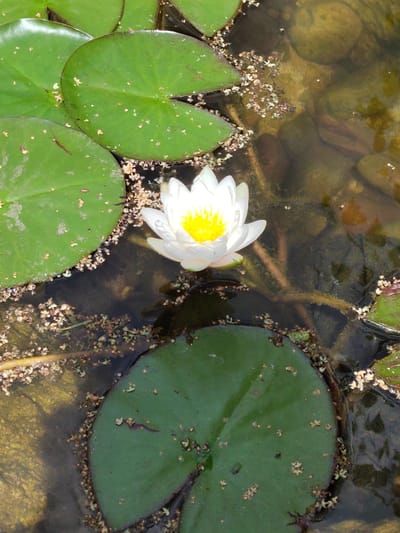 The image shows a close-up, overhead view of a white water lily with a yellow center, floating in dark, murky water. Several large, green lily pads surround the flower. The water's surface is disturbed with small, light-colored debris, possibly pollen or small plant fragments, clustered around the edges of the lily pads and near the flower. The bottom of the pond is visible through the water, showing smooth, rounded stones and aquatic plants. The scene is a natural outdoor setting, likely a pond or slow-moving body of water. There are no people or animals visible in the image, and no indication of the specific location within Yuzhnyy, Russia.