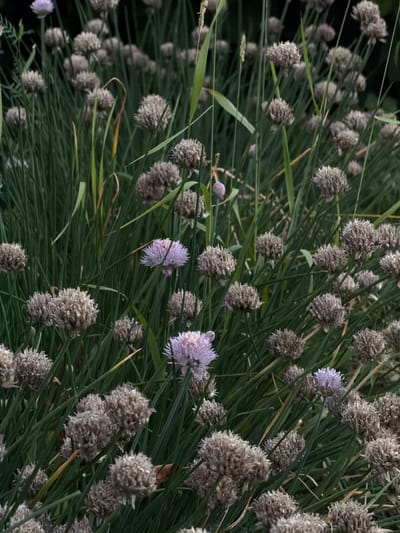 This is a close-up, shallow-depth-of-field photograph of a cluster of chive plants in bloom. The subjects are numerous spherical chive flower heads and their slender, green, grass-like leaves. Many of the flower heads are tightly closed and appear a dusty grey-brown, suggesting they are either in bud or have gone to seed. A few of the flower heads are open, revealing delicate, pale lavender petals. The leaves are a vibrant green and form a dense background for the flowers. The lighting suggests it is daytime, possibly late afternoon, given the soft, diffused light and the way it highlights the textures of the flowers. There are no people or text visible in the image. The setting is natural, likely a garden or a meadow, in Novosilka, Ukraine. The overall impression is one of natural beauty and growth, with a focus on the intricate details of the chive plants.