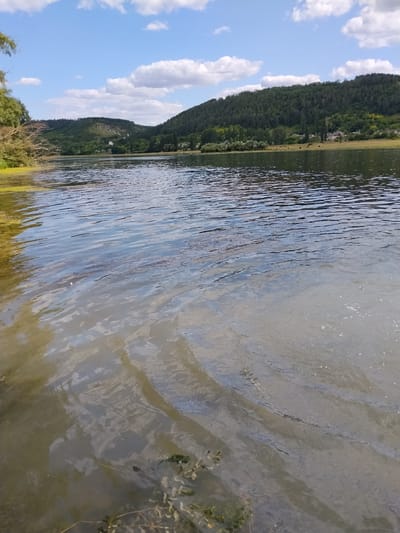 The image shows a wide, calm body of water, likely a river or lake, with ripples on the surface. The far bank is lined with a dense forest that climbs up rolling hills under a bright blue sky dotted with fluffy white clouds. In the distance, small houses and a few scattered animals, possibly cows, are visible on a grassy slope between the water and the forest. On the left side of the foreground, some vegetation and a bare branch extend into the water. The water in the foreground appears somewhat murky and shallow, with some submerged plant life visible near the bottom. The overall impression is a serene, natural landscape, likely in a rural or semi-rural setting. The metadata indicates the location is Bursuc, Moldova.