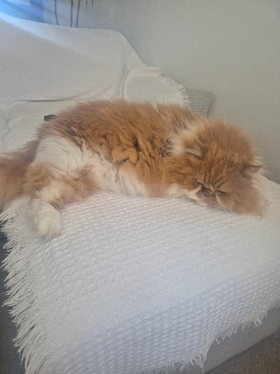 A long-haired cat, predominantly ginger-orange with white markings on its underside and paws, is lying prone and appears to be sleeping on a white, textured blanket with a fringed edge. The blanket covers a light-colored sofa or armchair. The cat's head is resting downwards, with its face mostly obscured by its fur and the surface. A single white paw is visible extending to the left. The background consists of a plain, light-toned wall. The scene is located within the Cherwell District, United Kingdom.
