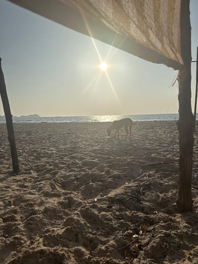 The image displays a coastal beach scene in Bhagatwadi, India, viewed from beneath a rustic shelter at an apparent sunrise or sunset. Two rough-hewn wooden poles, one on the left and one on the right, support a light-colored, loosely woven fabric canopy that partially covers the upper frame. The foreground and midground consist of textured, undulating sand. A slender, light-colored dog is positioned on the sand in the midground, with its head lowered, appearing to sniff or forage. The background features a calm ocean with sunlight reflecting brightly off the water's surface. Distant landmasses or islands are visible on the horizon to the left, and several small boats are faintly discernable on the water. A brilliant, low-angle sun radiates light from the upper-center, creating a starburst effect and lens flare across the clear sky.