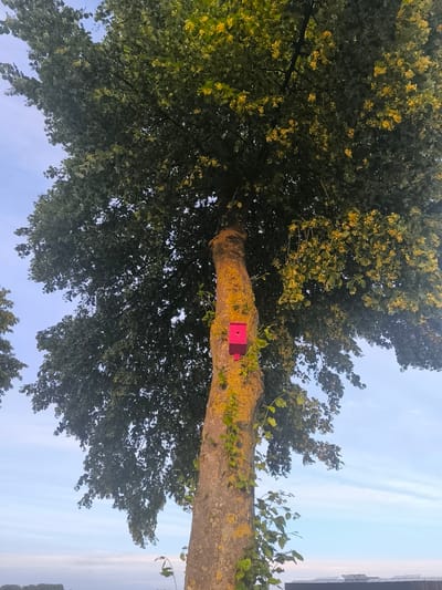This media file captures a view looking upwards at a large tree with a bright pink birdhouse attached to its trunk. The tree is covered in dense green foliage, with some small yellow flowers or buds visible amongst the leaves. The trunk of the tree is rough and textured, with patches of lichen or moss giving it a yellowish-green hue. A vine with green leaves is also growing up the trunk and around the birdhouse. The birdhouse is a simple, rectangular structure with a small opening on the front.
The sky above is a pale blue with wispy white clouds, suggesting it's daytime, likely late afternoon or early morning given the soft light. In the background, out of focus, there appears to be a body of water or flat land, and some dark structures that might be buildings or solar panels.
The image conveys a sense of nature and tranquility, with the bright birdhouse adding a touch of man-made intervention within the natural setting. There is no discernible text in the image. The setting is likely a garden, park, or rural area in Almere, Netherlands, indicated by the foliage and sky typical of the region. The focus is on the tree and the birdhouse, with the surrounding environment serving as a backdrop.